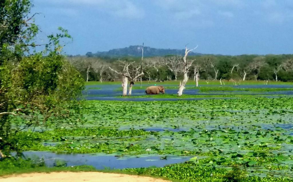 Amawin Resort Hambantota Exteriör bild